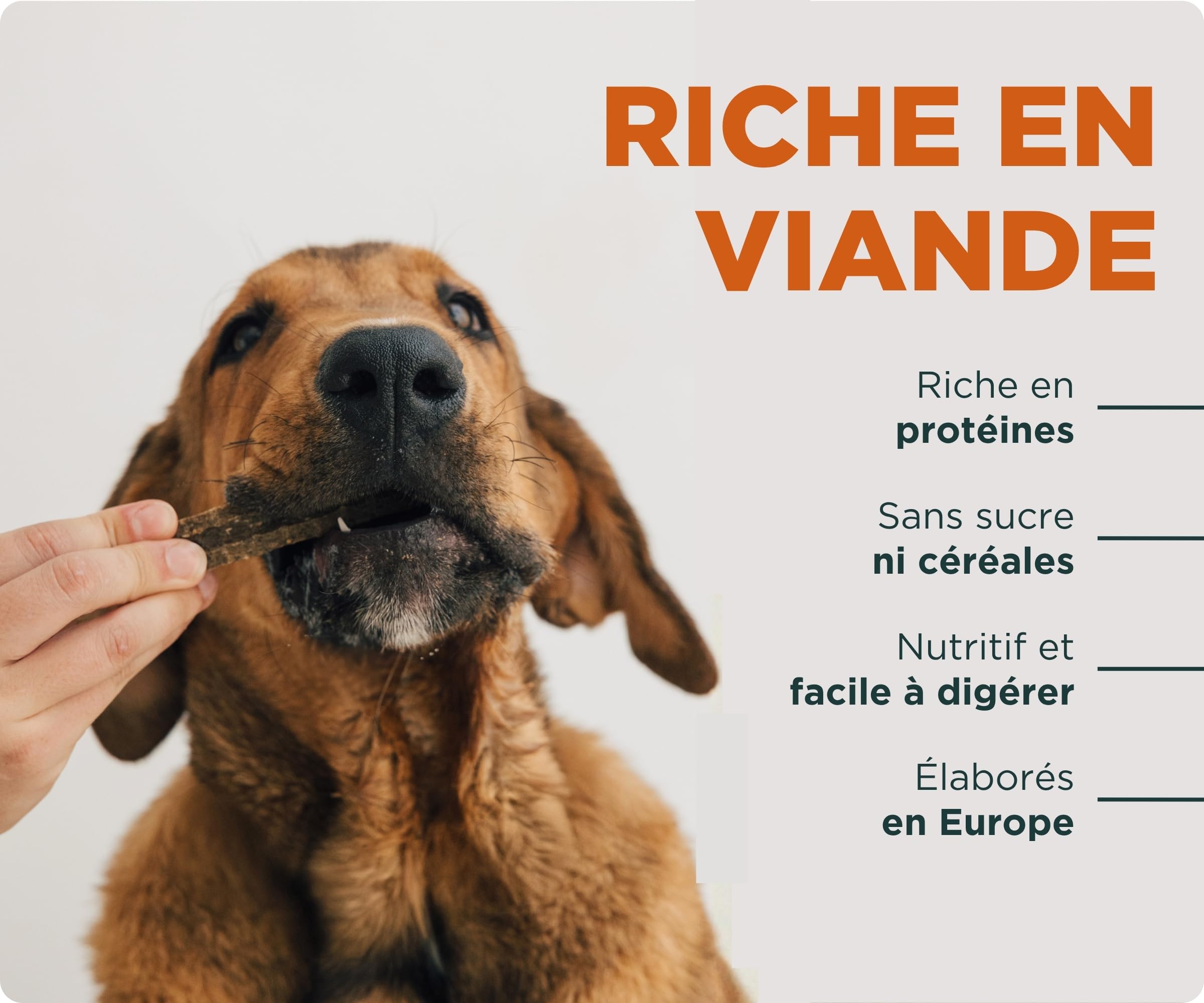 Wolf Belly - Pack d'Hygiène Dentaire Naturelle pour Chiens | Stick Dentaire au Bœuf 89% (28 unités) + Bye Bye Plaque - Fabriqué en UE