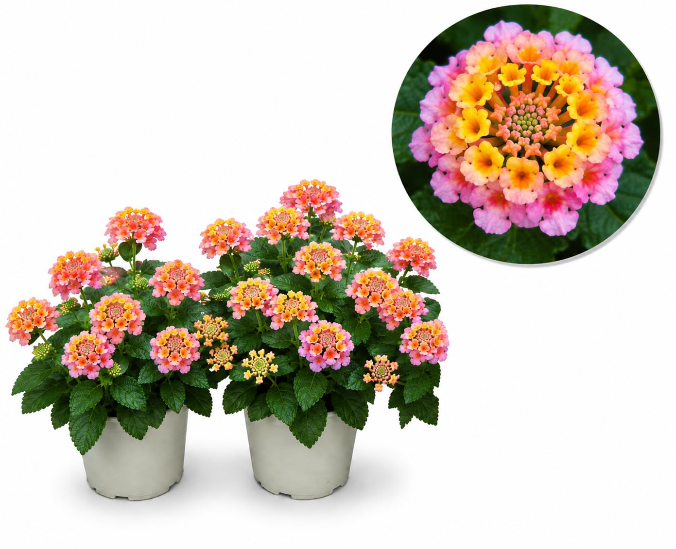POWERS TO FLOWERS - LANTANA CAMARA ROSA PESCA, 2 PIANTE, VASO 14CM, piante vere