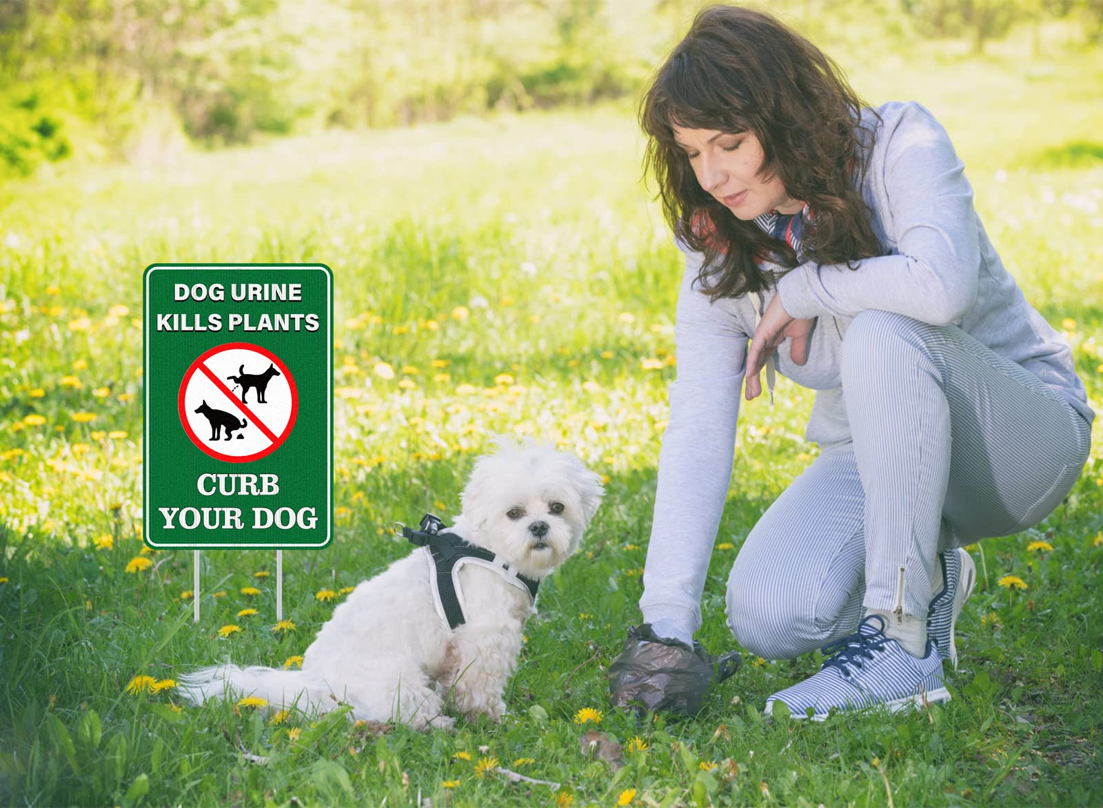 Does Dog Pee And Poop Kill Grass