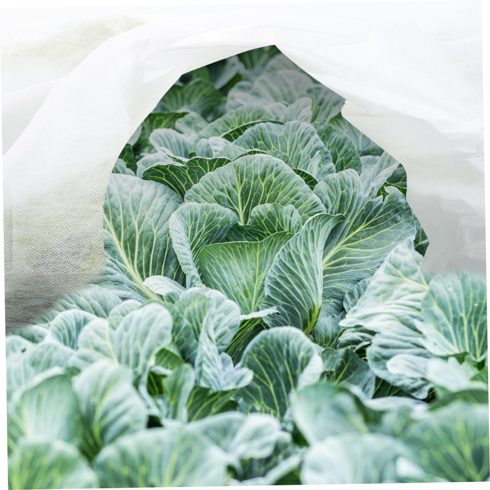 Voile D’hivernage pour Plantes Non Tissé 2 Pièces, Blanc, Réutilisable
