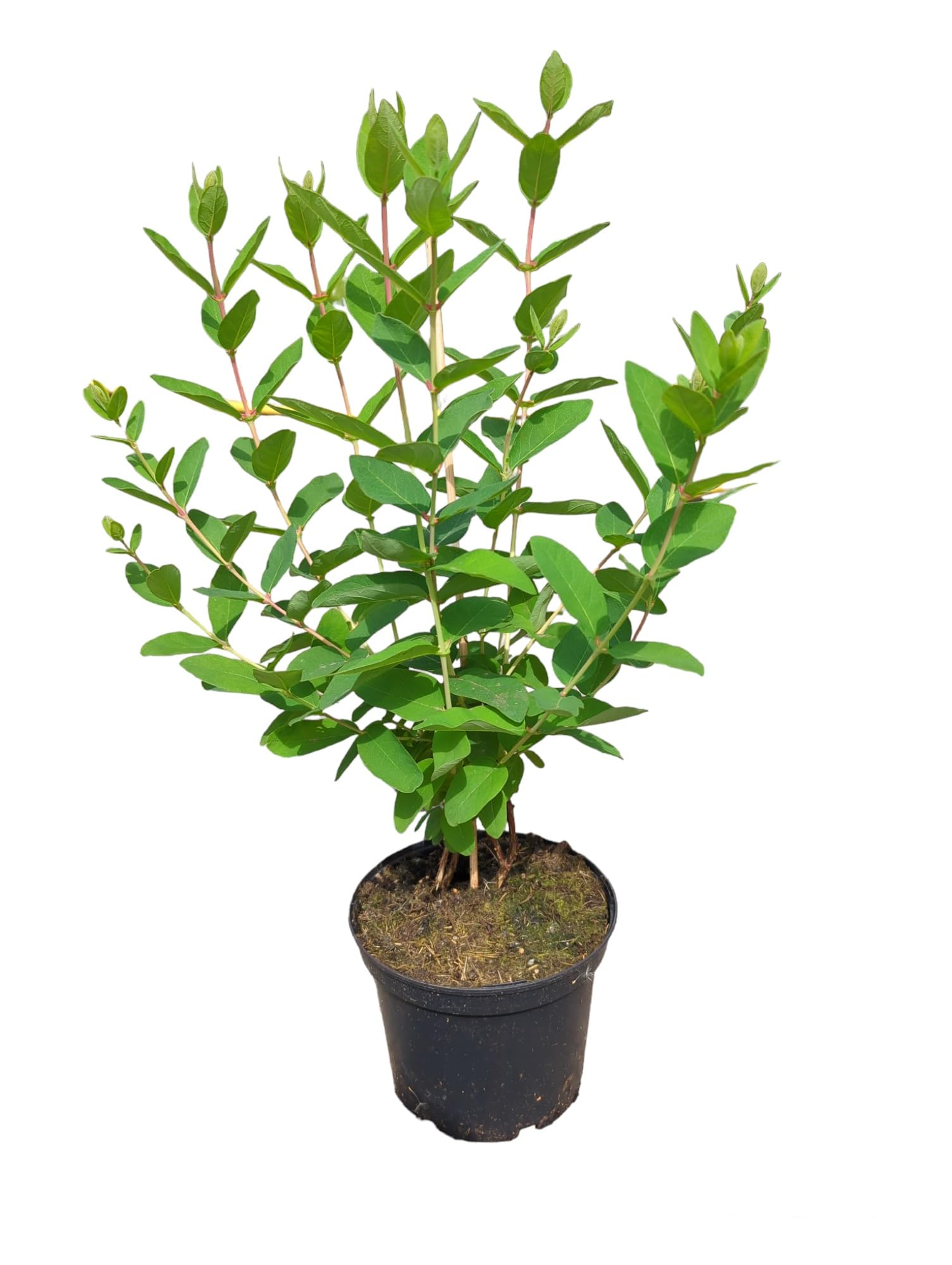 Honigbeere, Maibeere 2er-Set `Wojtekund `Zojka, gegenseitige Befruchtung, Lonicera  kamtschatica, ca. 60cm im Topf : Amazon.de: Garten