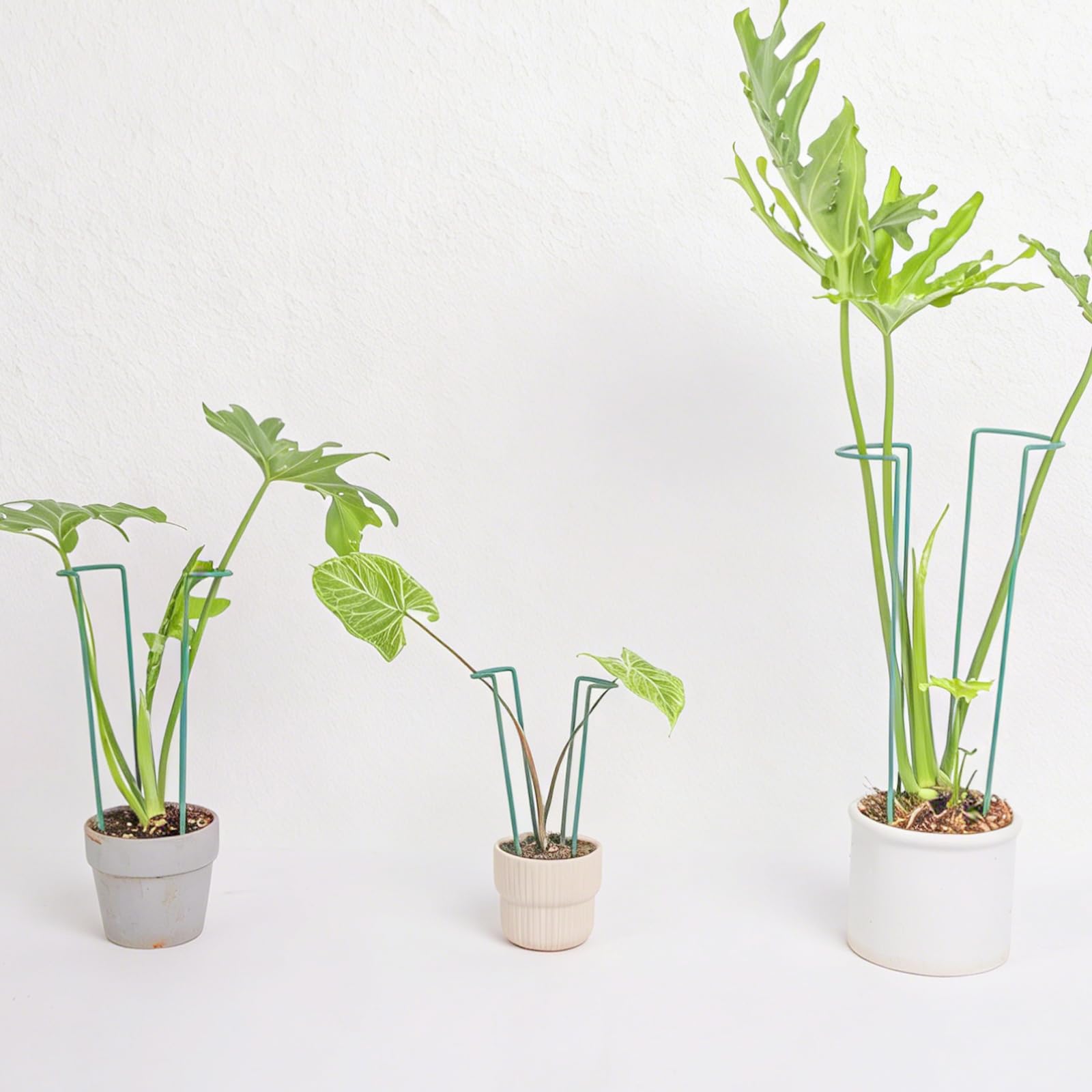 Lot de 10 piquets pour plantes d'intérieur – Support en fer durable en forme de U pour plantes Monstera et en pot, parfait pour les plantes grimpantes de petite et moyenne taille, idéal pour