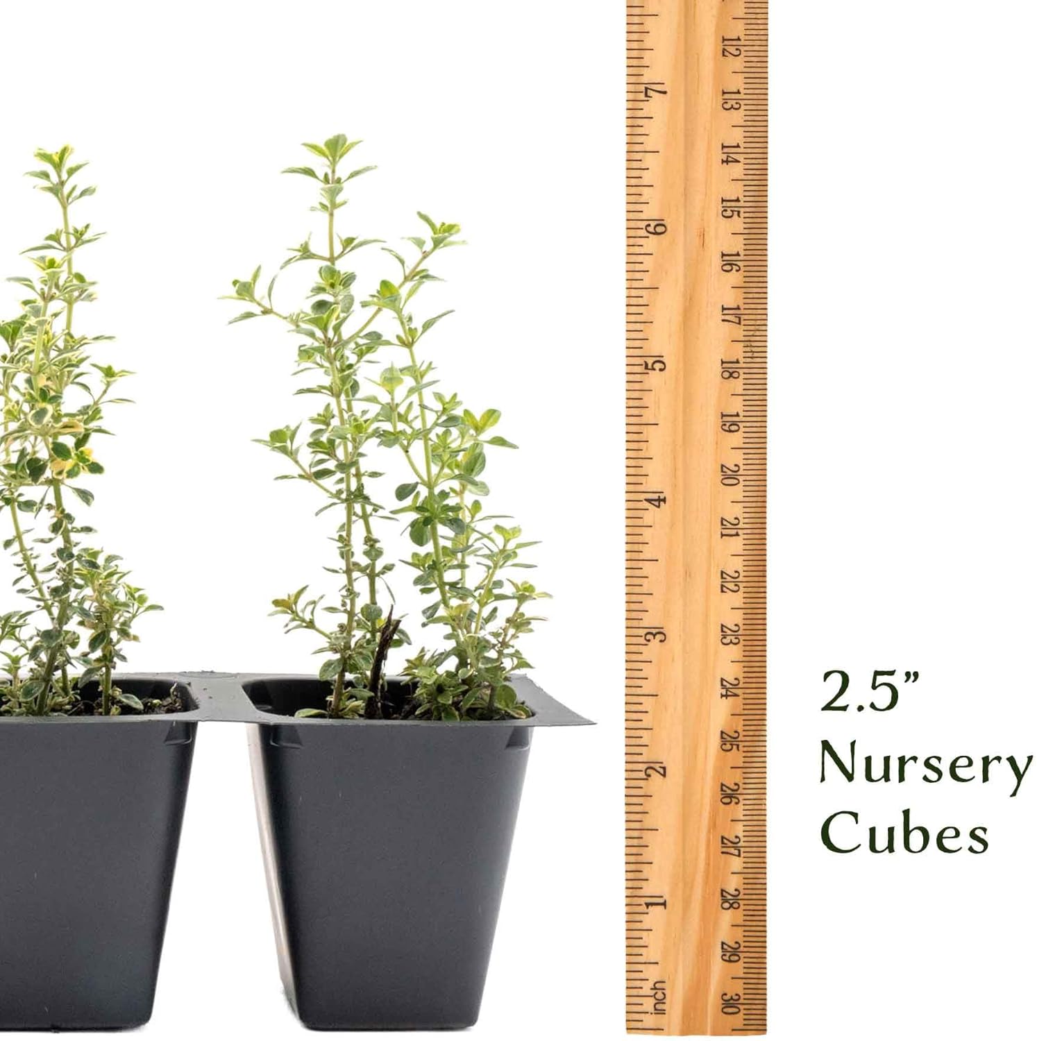3 Golden Lemon Thyme (Thymus citriodorus ‘Golden’) | Variegated Yellow-Green Evergreen Culinary Herb with Lemon-Scented Leaves | 2.5” Nursery Cubes, Ready-to-Plant Live Starter Plants