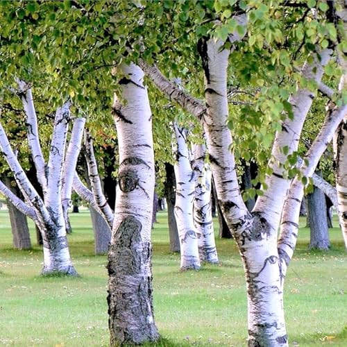 TomorrowSeeds - European White Birch Tree Seeds - 1200+ Count - for 2026 Planting Betula Pendula White Flaky Paper Bark Yellow Foliage Weeping Deciduous Tree Grow Your Own Home Farm Patio Healthy