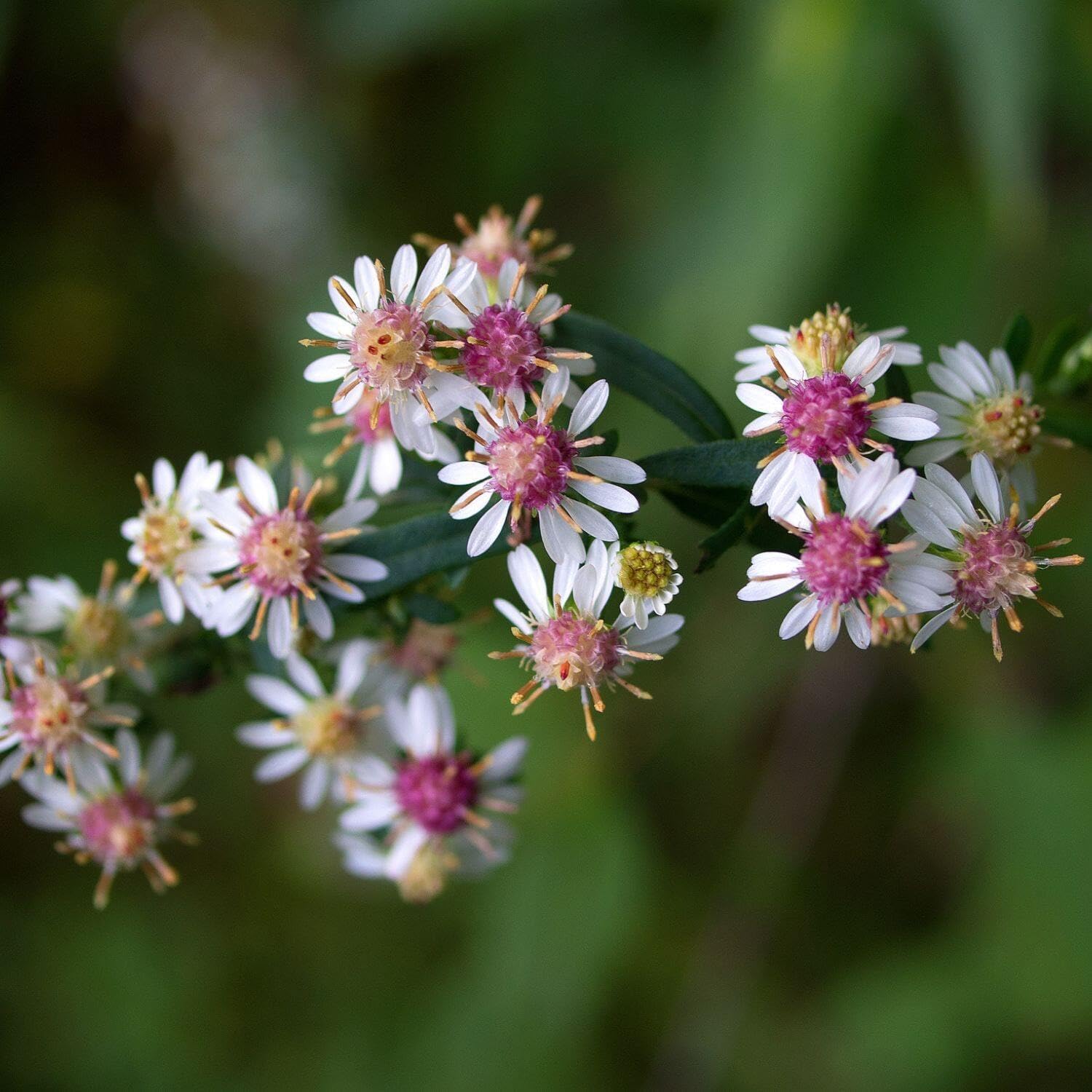 200 Seeds Calico Aster Seeds Symphyotrichum lateriflorum Flower Seeds ...