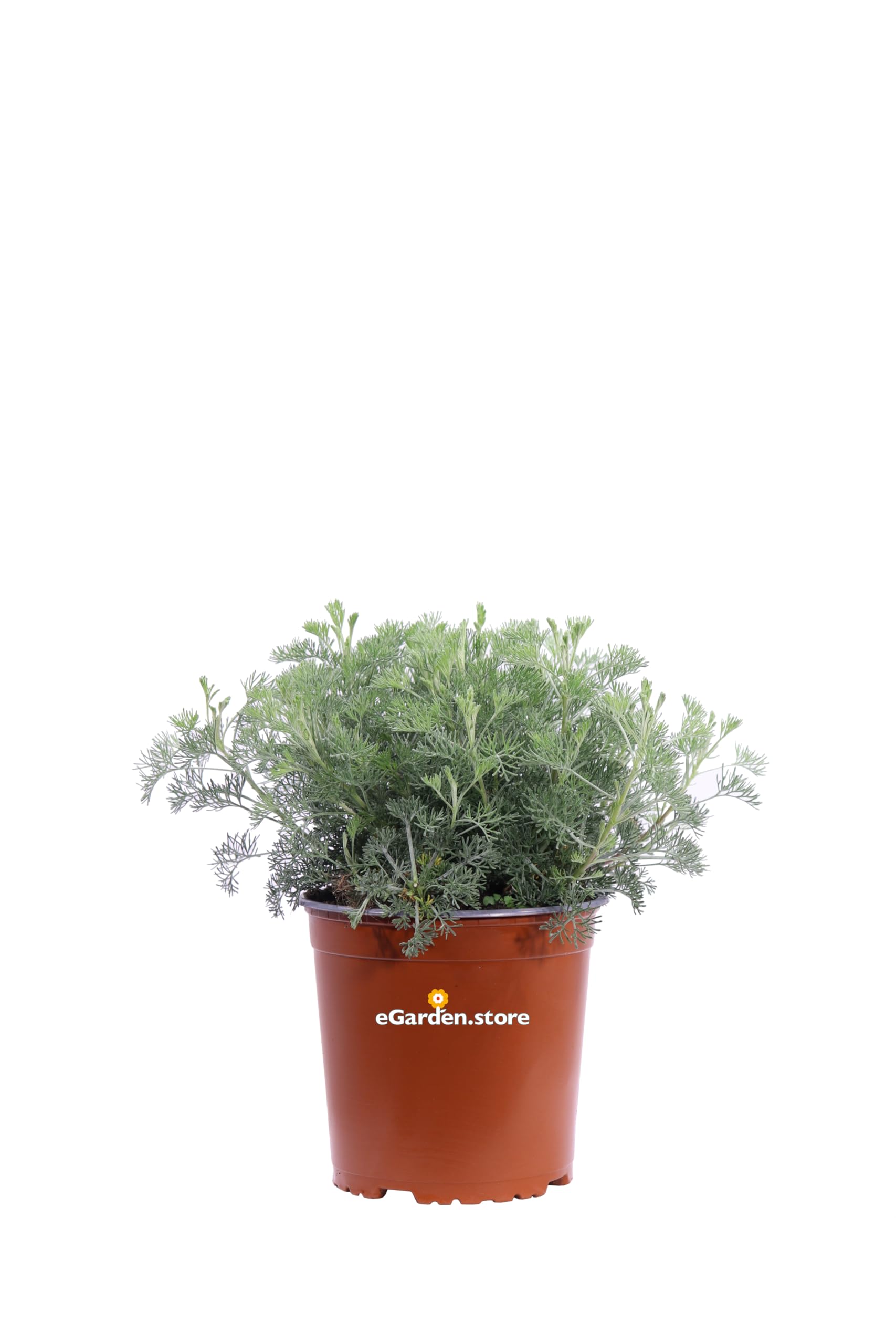 pianta di Artemisia Camphorata pianta da esterno pianta da giardino pianta ornamentale di Artemisia Camphorata pianta profumata pianta vera venduta da eGarden.store