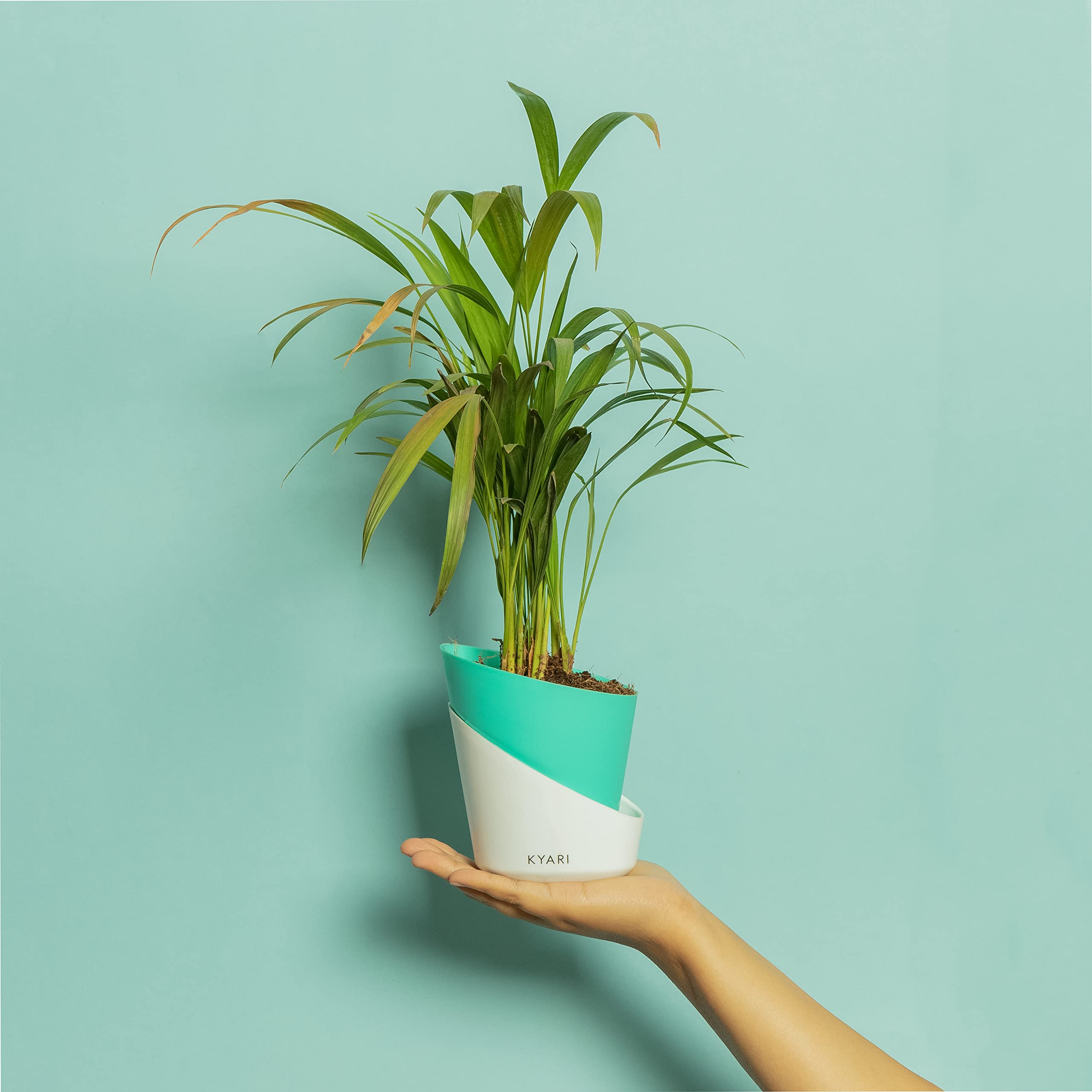 KYARI Areca Palm Indoor Plants for Living Room | Live Plants | Plants with Turkish Green Self Watering Pot for Home | Air purifier plants | Plants for Home Decor | Plants for Garden & bedroom (B0BTHZ2311) Amazon Price History, Amazon Price Tracker
