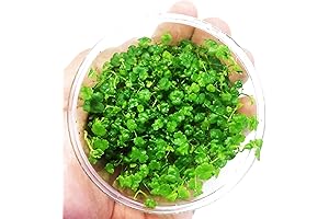 Greenpro Dwarf Pennywort Live
