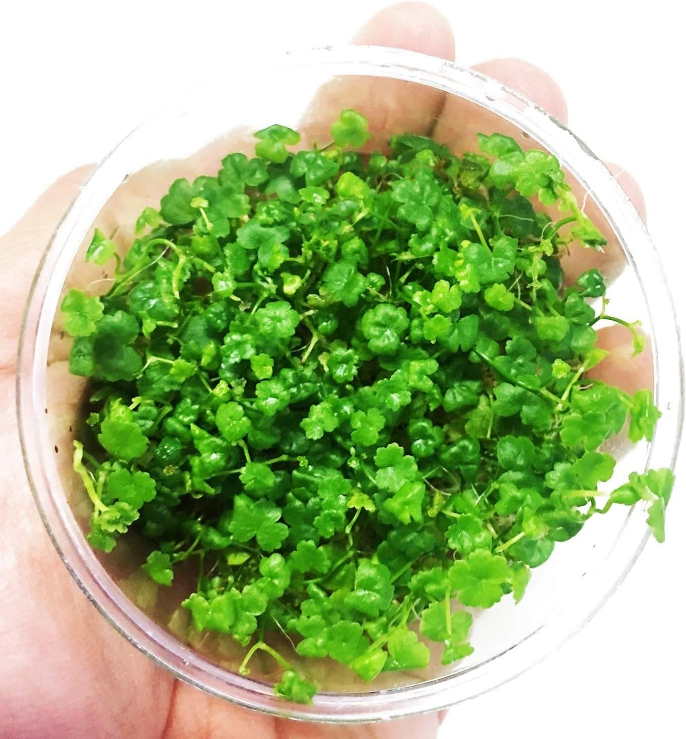 Greenpro Dwarf Pennywort Japan Tissue Culture | Hydrocotyle Tripartita Japan Freshwater Live Aquarium Plant