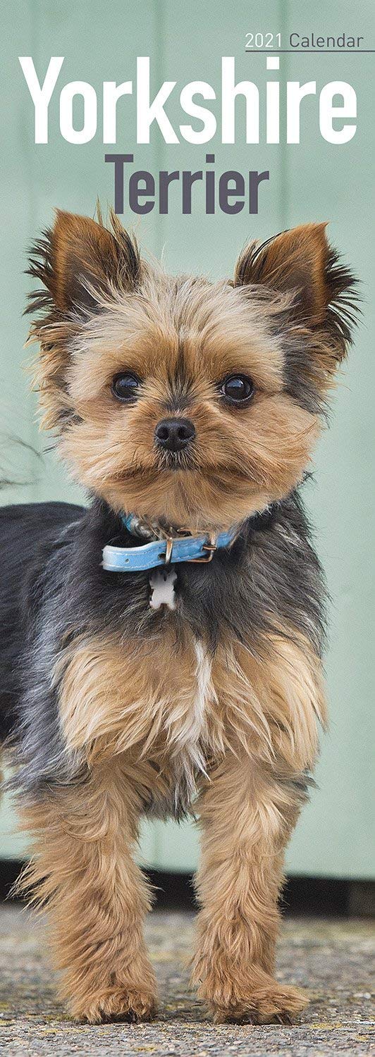 Yorkshire Terrier Slim Calendar 2025 | Dog Breed Yorkie Slimline Calendar | 12 Month Wall Calendar | January to December 2025 | With Free Organisational Stickers