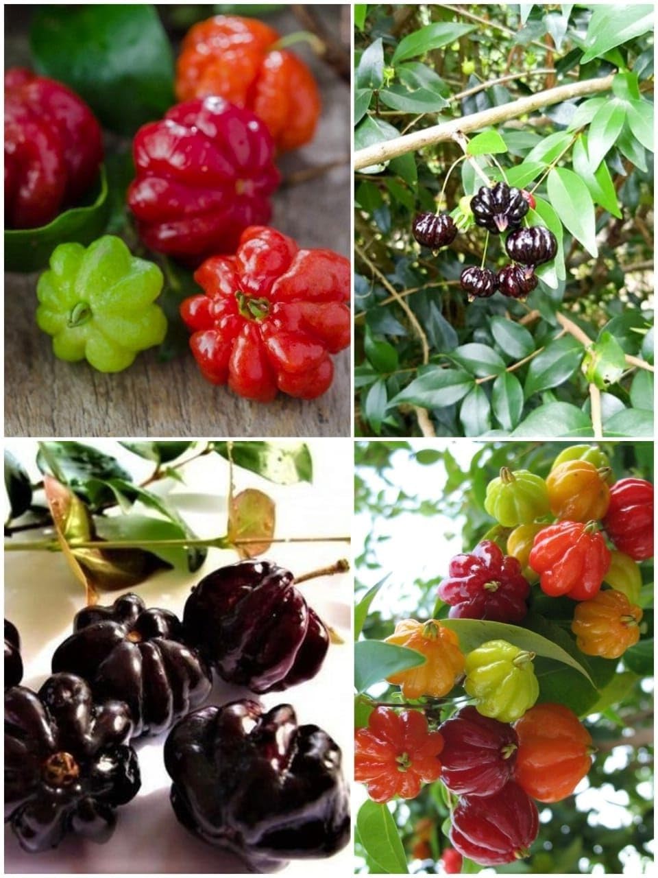 Guruji Plantation Combo 2 Black Surinam Cherry Plant Red Surinam Cherry Plant Live Grafted Clone Type 60-90 cm Height Hybrid Super Yielding Early Fruiting (B0D797FSM1) Amazon Price History, Amazon Price Tracker