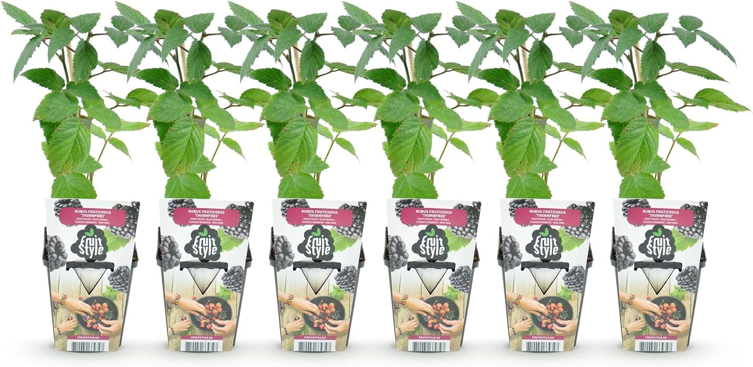 GreenboutiQ - Fruit Plants - Thornless Blackberry - Rubus Thorn Fairy - Hardy - 6 Plants - Pot 9 cm - Black Blackberry