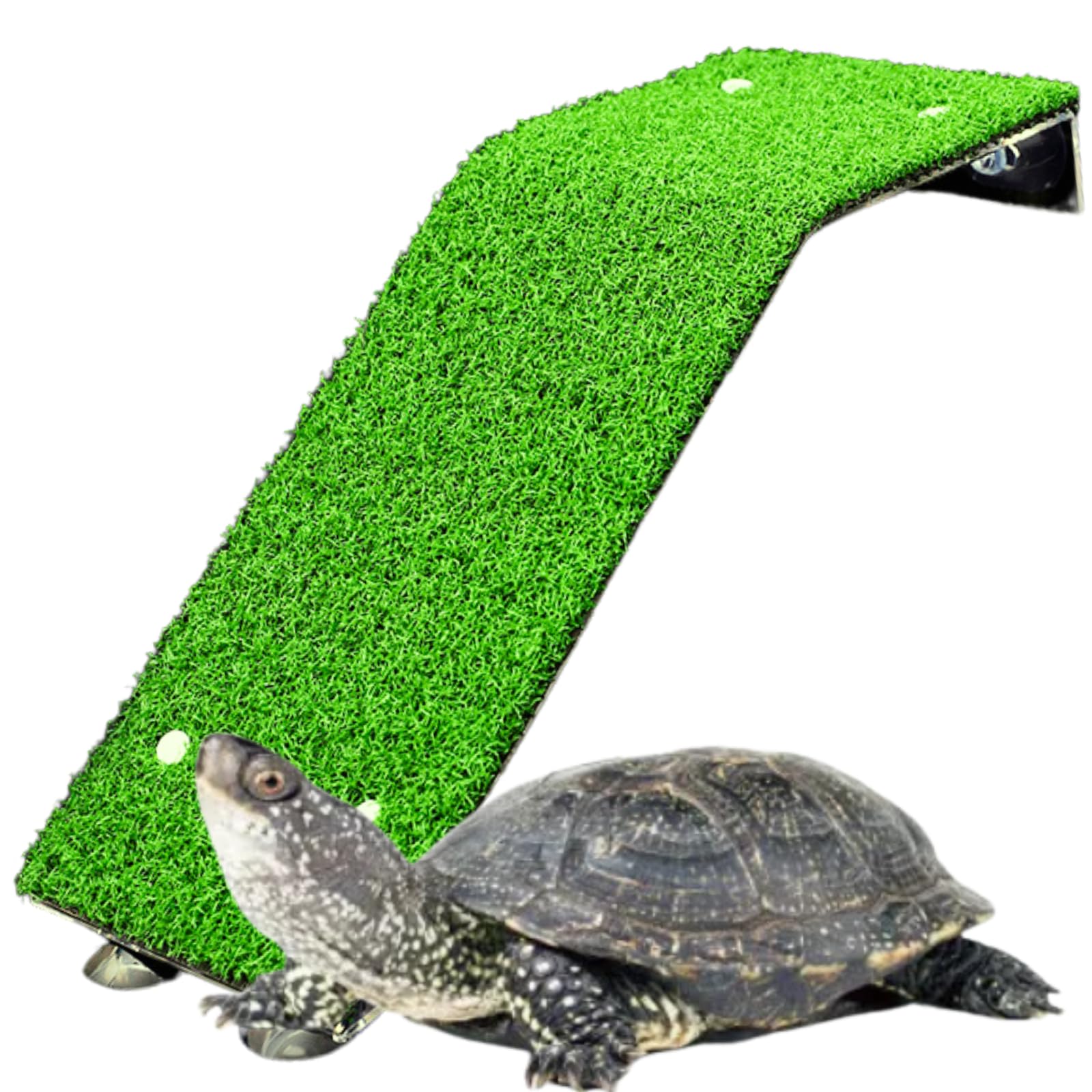 Saim Piattaforma Crogiolarsi