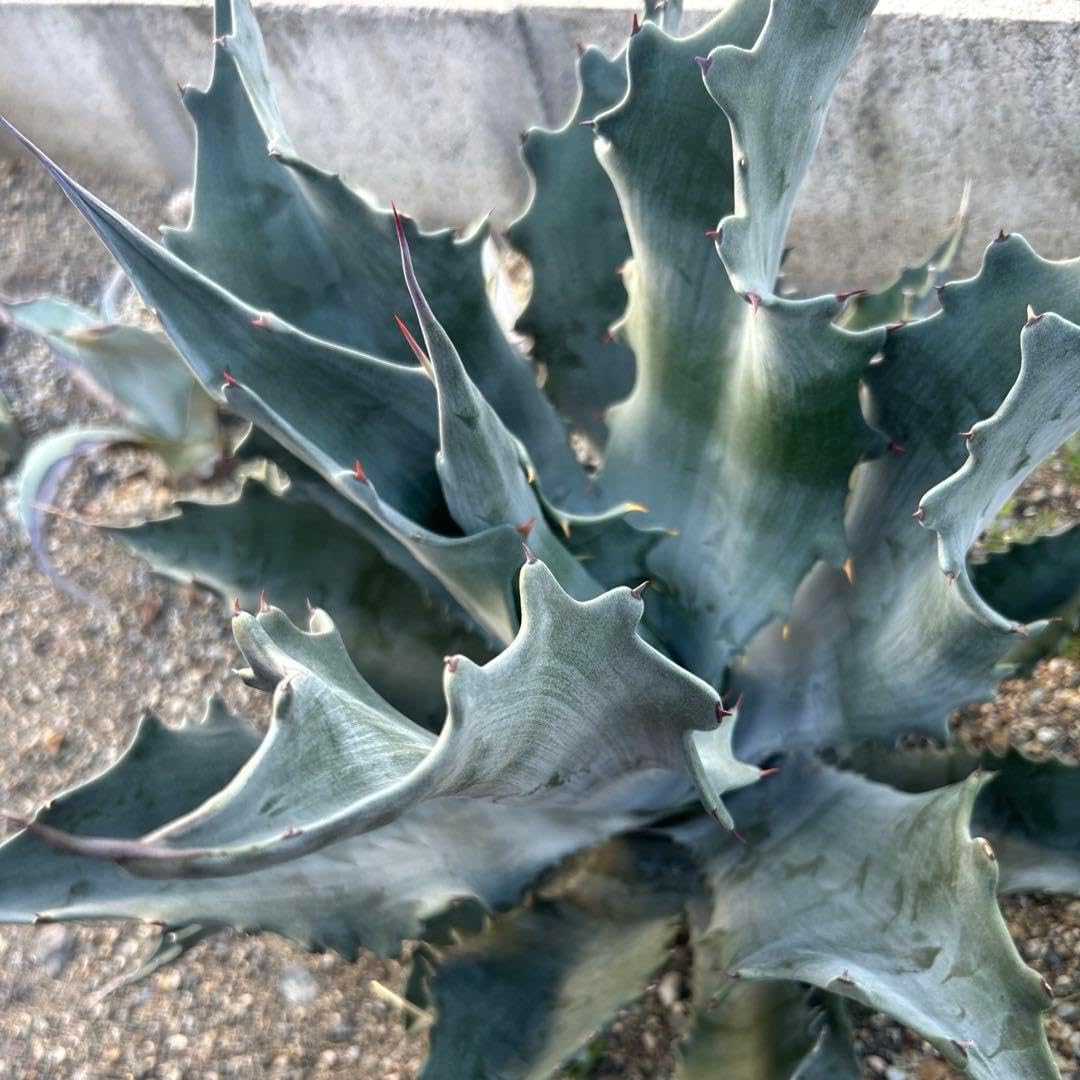 アガベ 厳選美株 アガベ プロトアメリカーナ ファンキートゥース 激