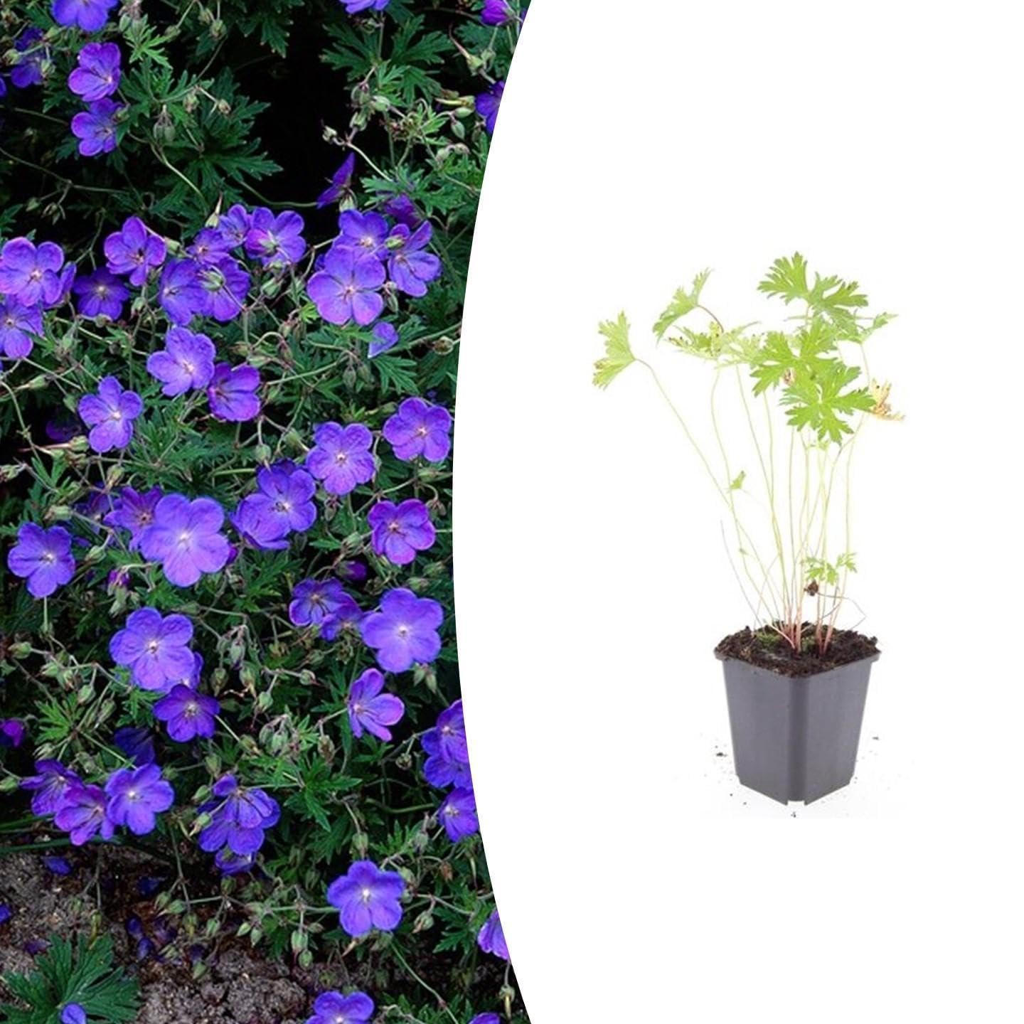 Géranium 'Johnson's Blue' | 12 pièces - 10-25cm - Ø9cm - Plante de jardin