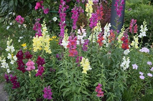 Miniatura 5 de NIKA SEEDS - Flores Snapdragon Giant Mix Annual - 600 Semillas