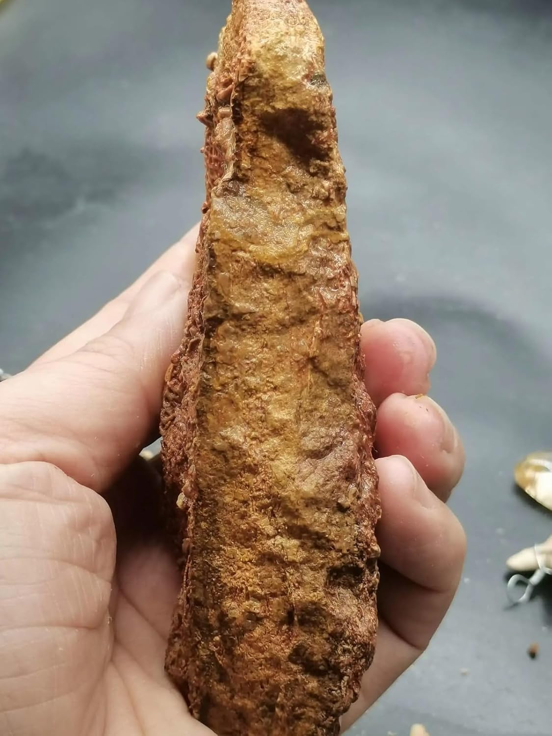 Natural YunNan Devonian Bryozoan Shell Crinoid stem Fossil