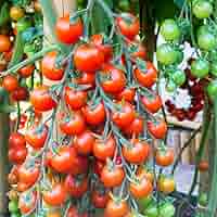 珍しいトマトとなすの苗7本セット 珍しいトマトとなすの苗7本セット