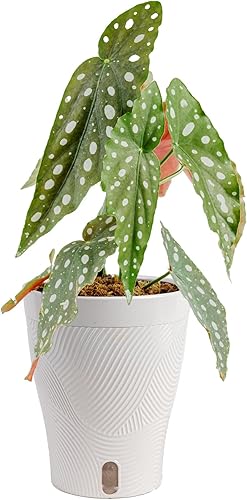 Costa Farms Trending Tropicals - Planta de interior viva Begonia maculata de 15 pulgadas de alto, en maceta decorativa blanca