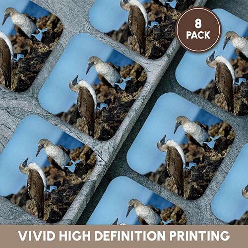 Vista 16 de 3dRose Ecuador, Islas Galápagos, Isla Isabela - Posavasos blandos con patas azules (juego de 4)