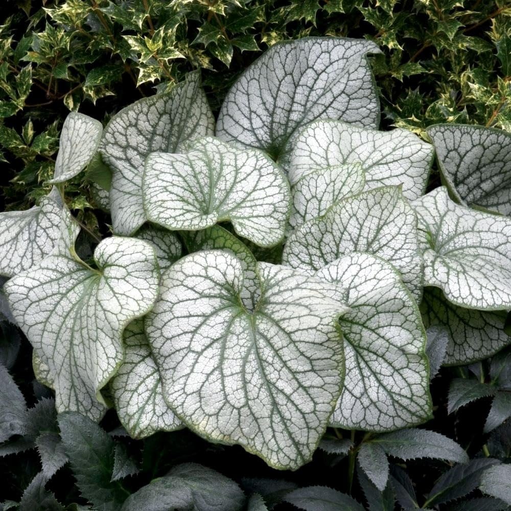 Plant Theory 9cm Pot Brunnera Macrophylla Alexanders Great Siberian Bugloss Perennial