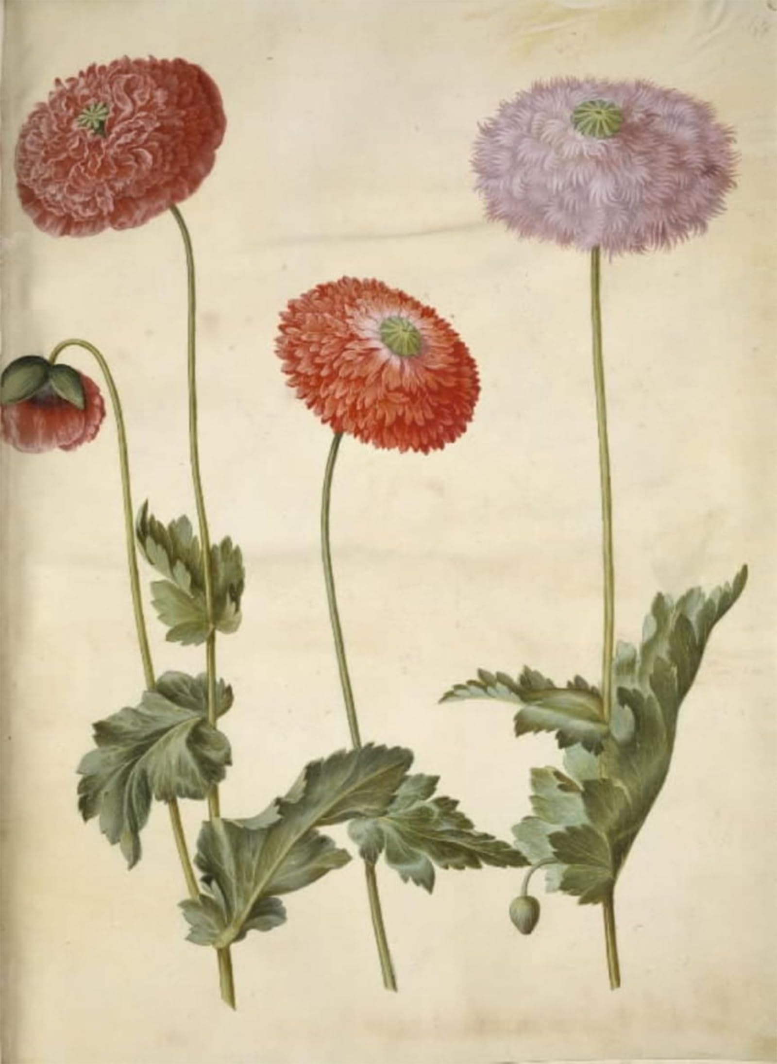 SERENDIPITP Abstract Painting Mural Print Picture Wall Decor Painting Papaver Somniferum by Hans Simon Holtzbecker Vintage Wall Artwork for Home Decor 60x90cm
