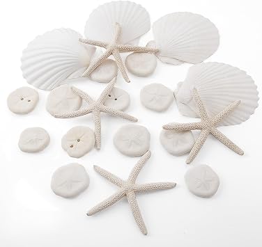 JQAQJU 20PCS Sea Shells for Crafting 3-4", Mini Sand Dollars Starfish Decor for Crafts, Scallop Shells for Cooking, Seashells for Crafts DIY Beach Theme Party Candle Decor Wedding Fish Tank