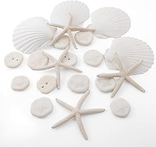 Scallop Shells For Cooking Picks collage image 4