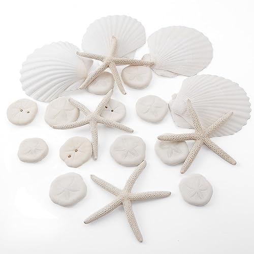 JQAQJU 20PCS Sea Shells for Crafting 3-4", Mini Sand Dollars