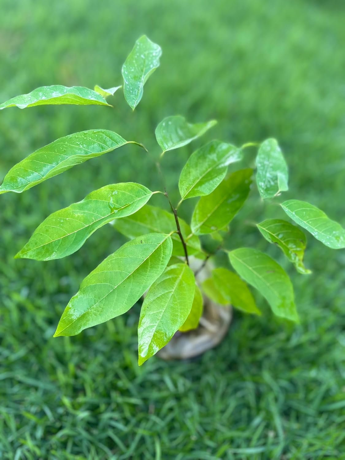 Sugar Apple Tree – 8–12 in Live Tropical Fruit Tree Seedling (Annona squamosa) | Naturally Grown from Seed | Sweet, Custard-Like Fruit | Rare Fast-Growing Live Plant for Home Garden or Patio