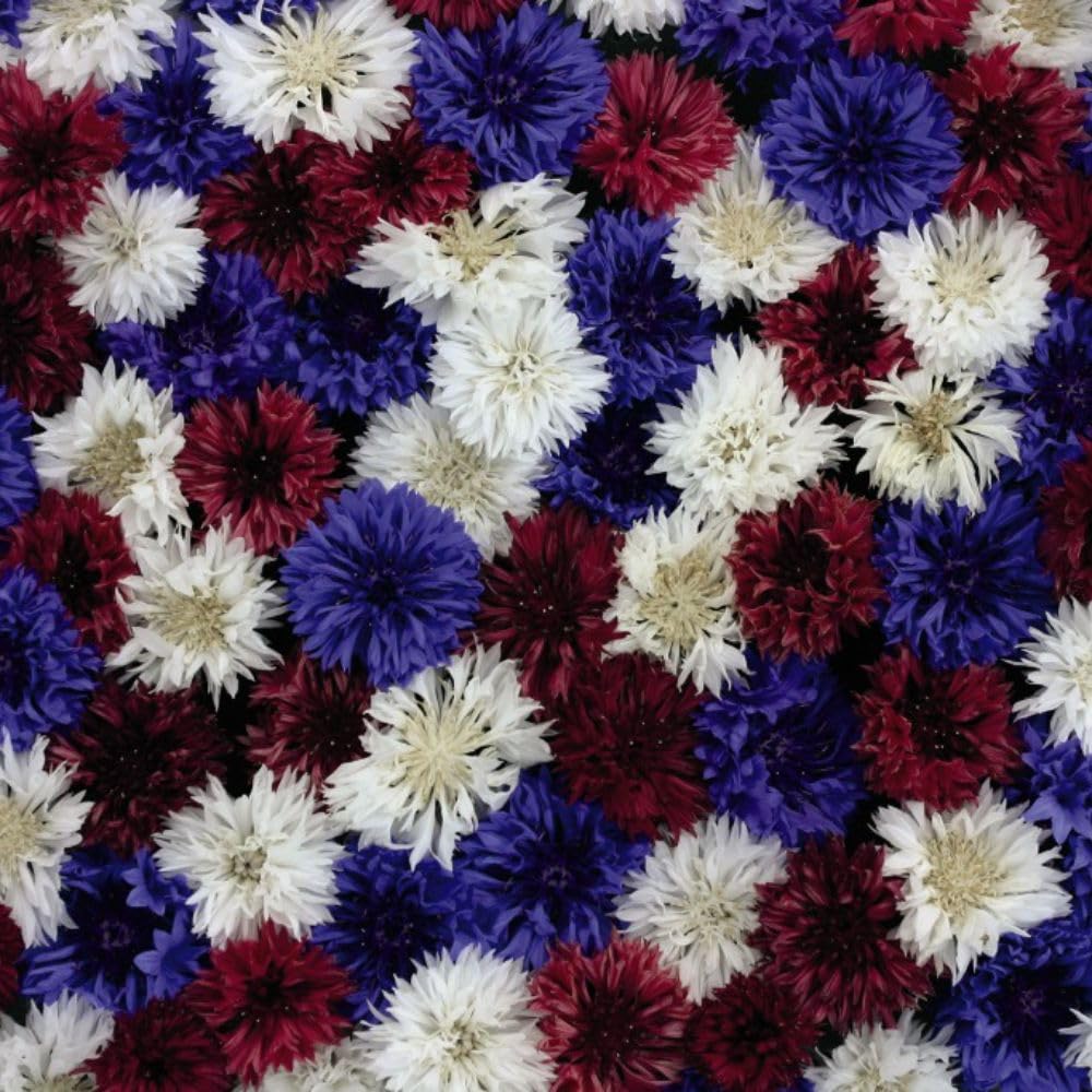 Cornflower 'Red, White & Blue' Seeds - Vibrant Mixture of Pollinator-Friendly Flowers for Wildflower Areas and Garden Borders - 1 Packet (125 Seeds) by Thompson & Morgan