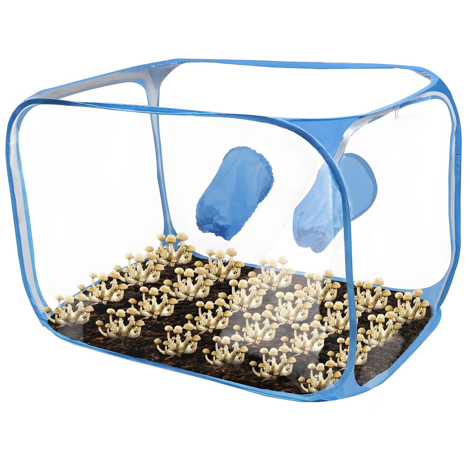 Boîte à air fixe pour culture de champignons avec ventilation renforcée de laboratoire