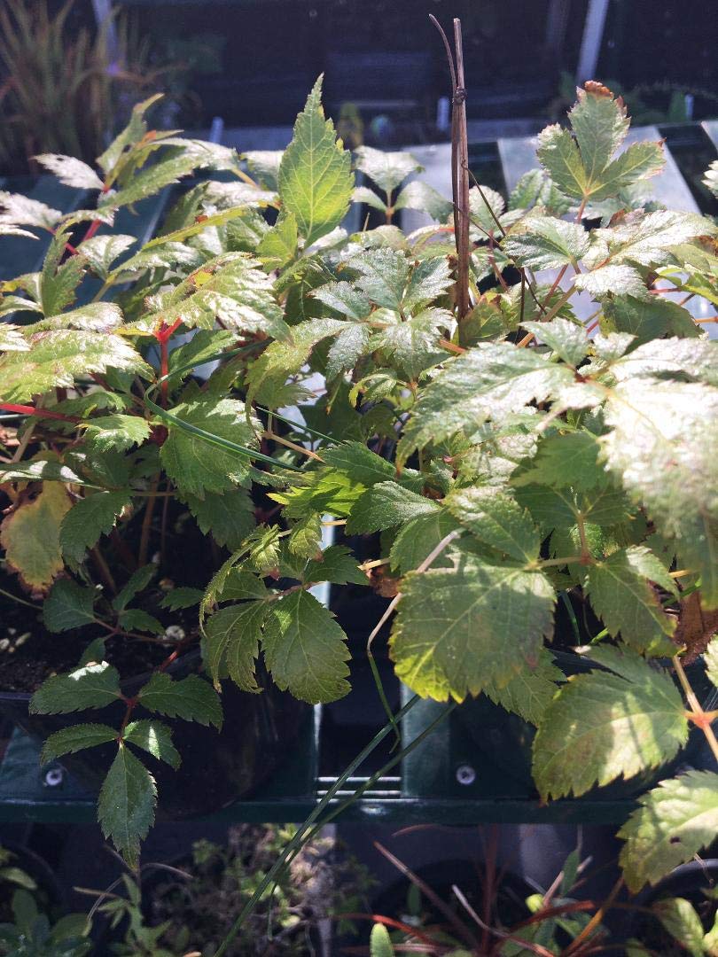 2 x 1 Litre Pots of Astilbe Arendsii Astary Plants - Mixed Flowering - 2 x 1 Litre Pots