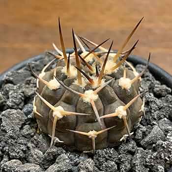 【SUMMERセール】ギムノカリキウム　武勲丸　バリスピナム　現地球カキコ　希少 SUMMERセール】ギムノカリキウム 武勲丸 バリスピナム 現地球