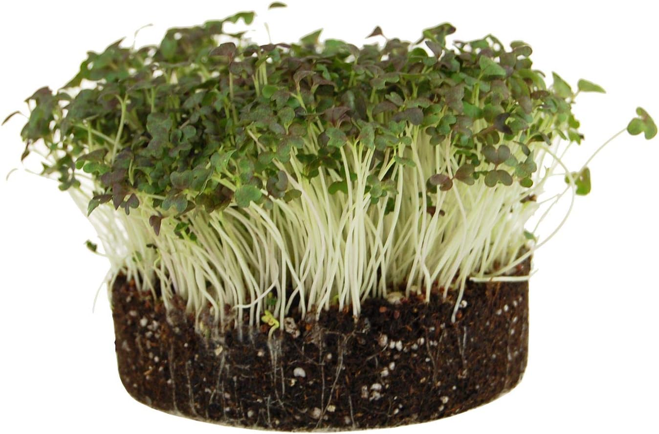 Organic Red Streaks Mizuna Mustard Seed - 4 Oz ~45,300 Seeds - Seeds for Growing Garden Leafy Green Vegetables & Herbs