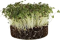 Vista 3 de Organic Red Streaks Mizuna - Semillas de mostaza – 1 onza ~ 11,300 semillas – Semillas para cultivar verduras y hierbas verdes de hoja verde