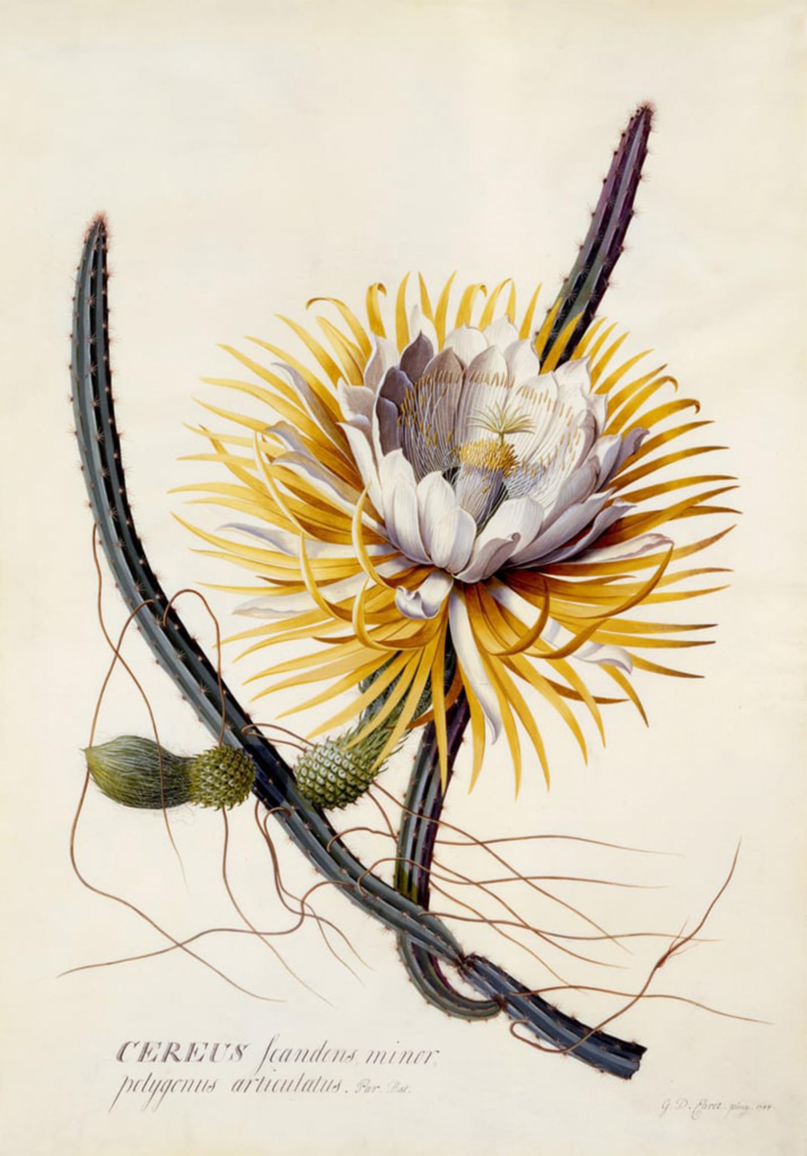 SERENDIPITP Vintage Picture Print on Canvas Wall Art Poster Cereus Queen of the Night by Georg Dionysius Ehret Artwork Print Poster for Wall Decor 60x90cm