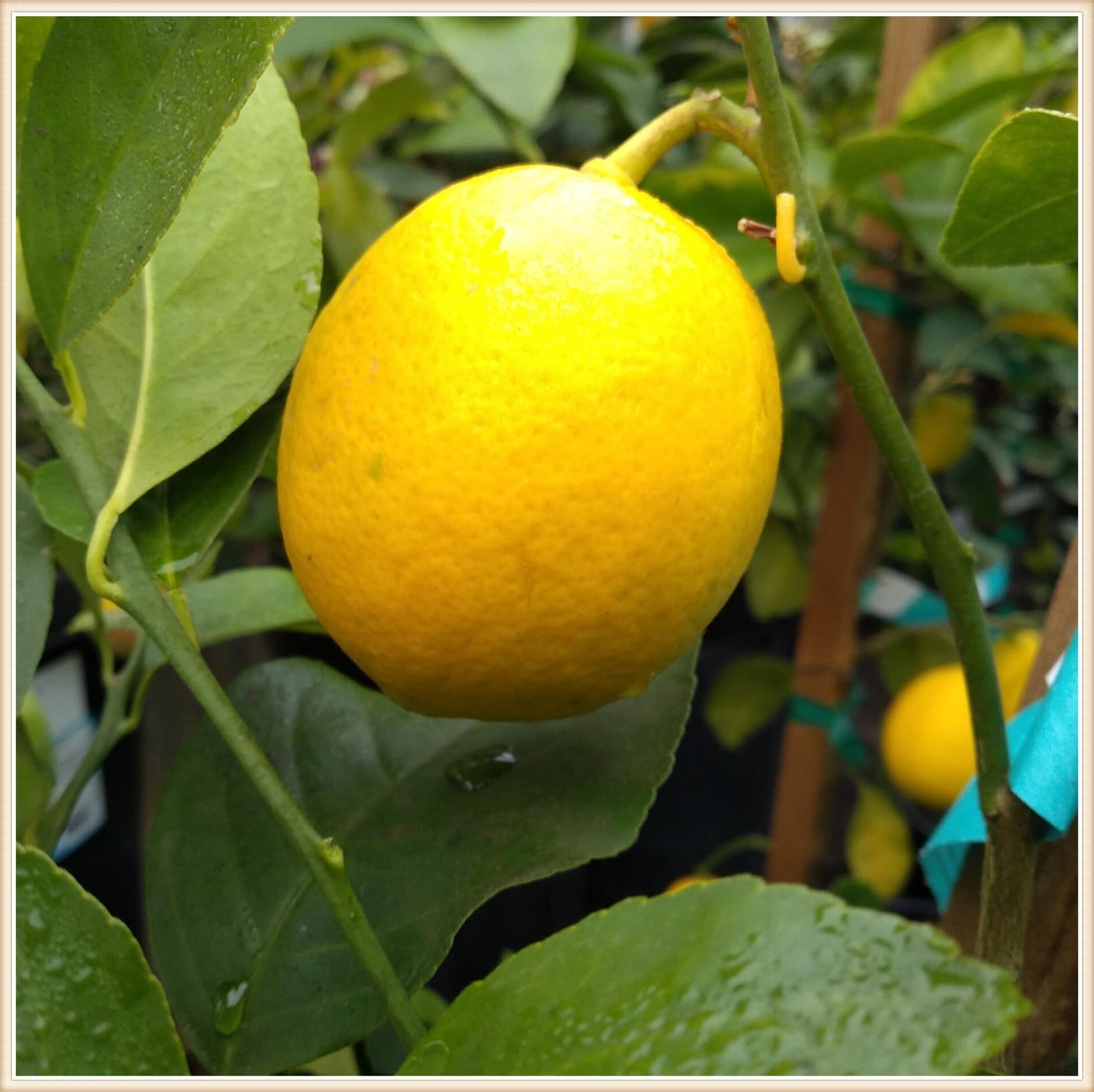 Easy to Plant,Suitable,Lemon Tree Root,Good for Containers,Non-Natural Organic,Fast Grow-5 PCS-D