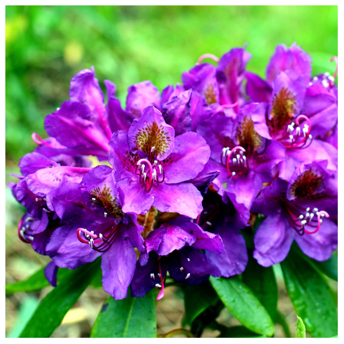 Azalea Rhododendron 'Marcel Menard' Bushy Potted Plant, Purple-Velvety Flowers, 3fatpigs®