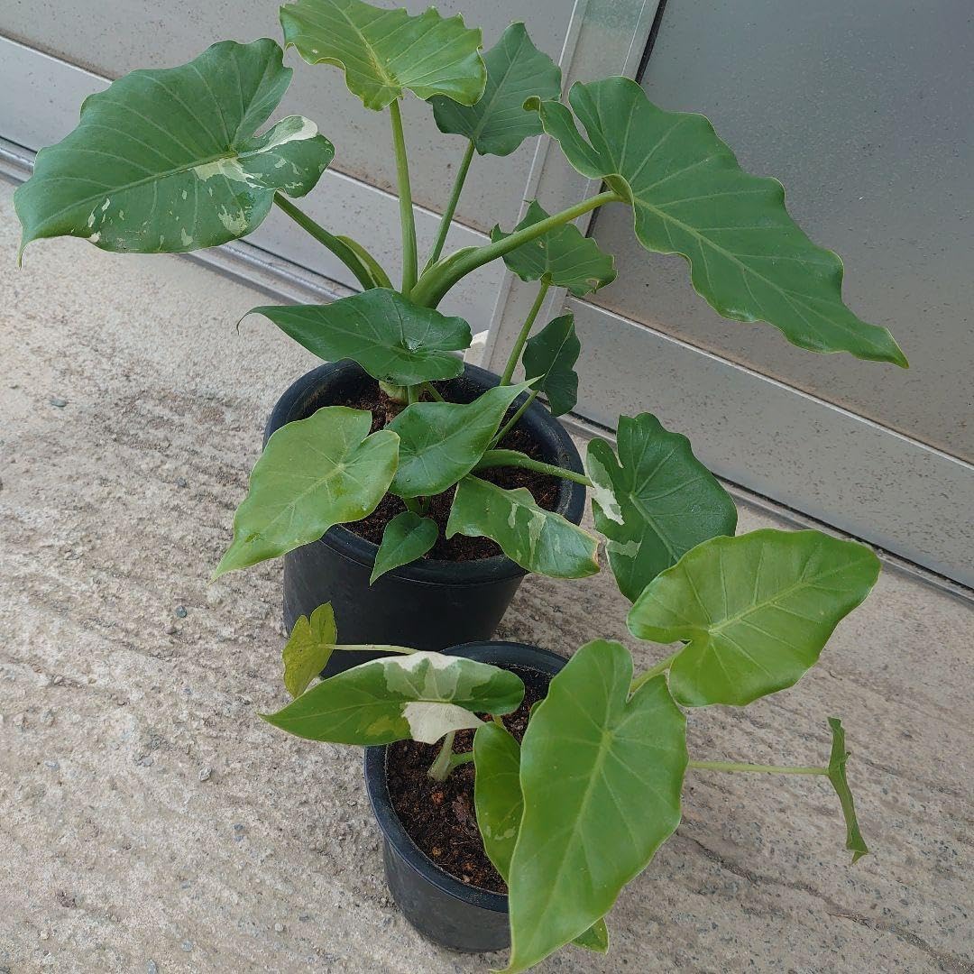 大特価!!!　塊根幅約23センチ　アデニア　グロボーサ　扁平タイプ 大特価値下げ不可!!! 塊根幅約23センチ アデニア グロボーサ 扁平