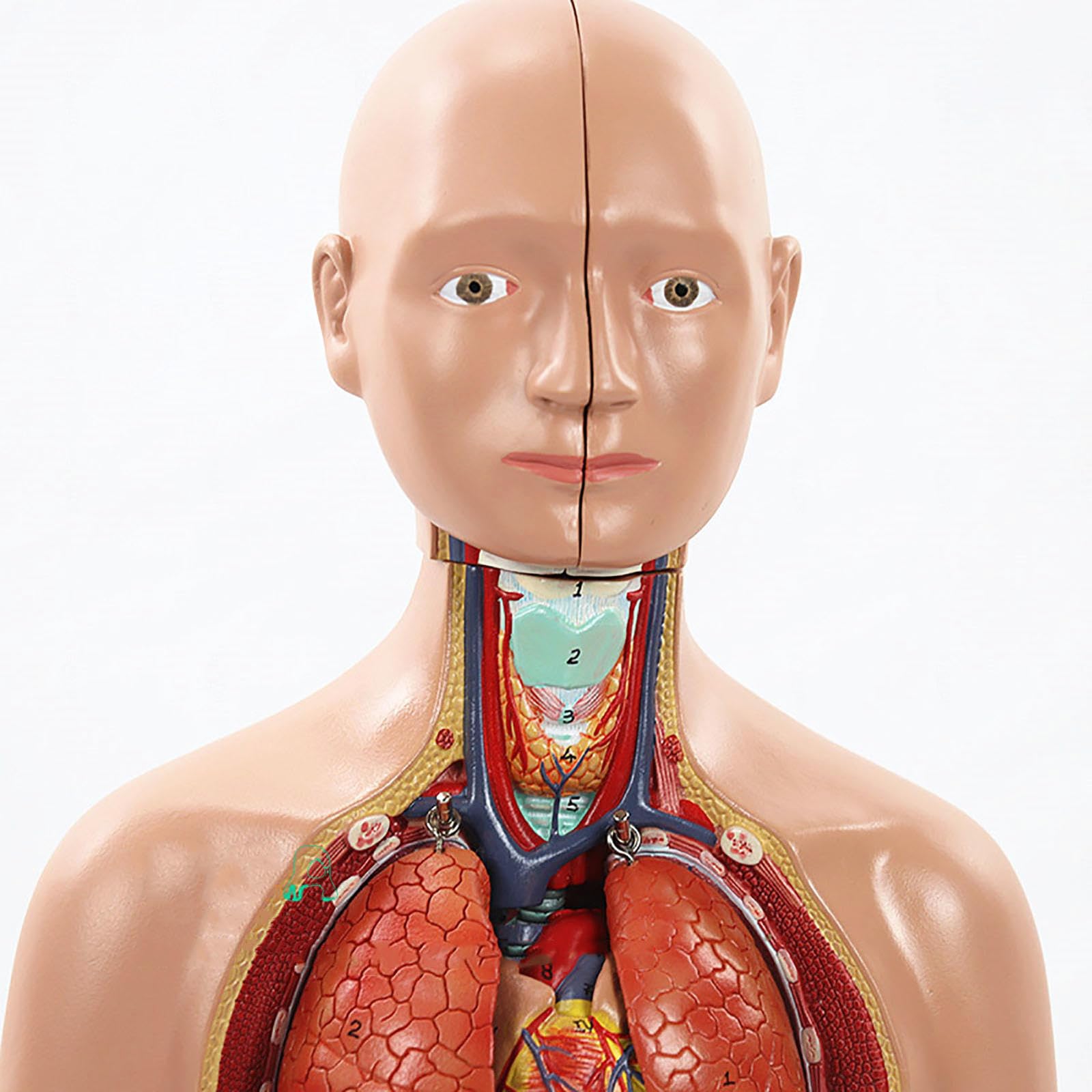 Amazon.co.jp: 20 リムーバブル12パーツ人体トルソーモデル、脳の断面