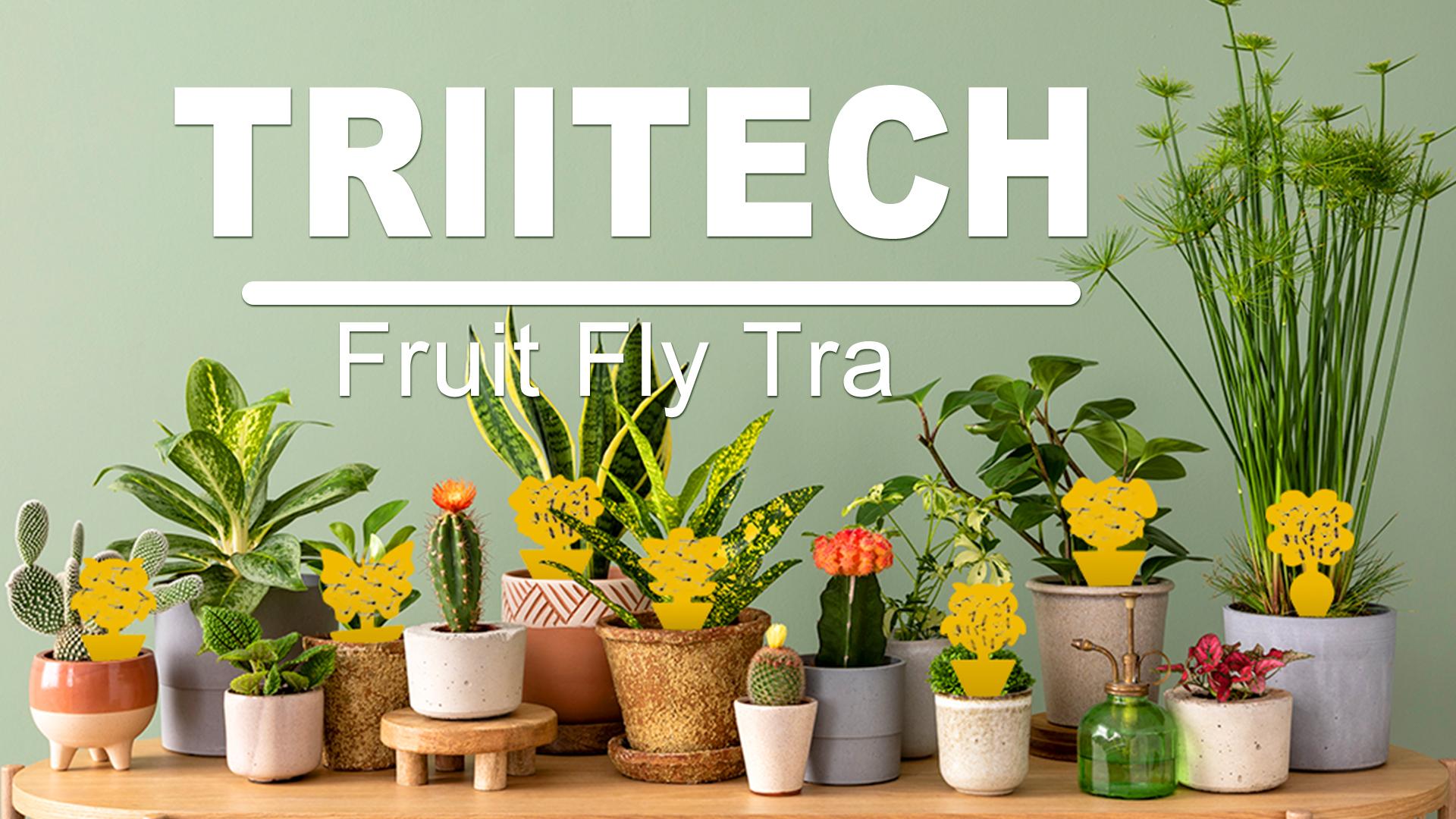 Anti Moucherons Interieur Pièges à Insectes 60 Pcs Anti Moucherons Plantes Interieur Pièges Engluées Autocollants Colle Double-Face Étanche Jaunes avec Trou et 60 Corde pour Jardin, Arbres Fruitiers Anti Moucherons Interieur Pièges à Insectes 60 Pcs Anti Moucherons Plantes Interieur Pièges Engluées Autocollants Colle Double-Face Étanche Jaunes avec Trou et 60 Corde pour Jardin, Arbres Fruitiers
