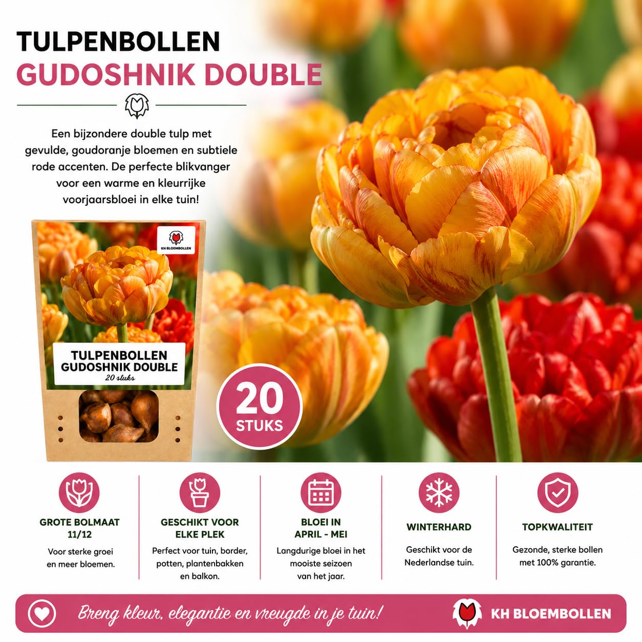 Bulbos Tulipán Gudoshnik Double, para Jardín, Multicolor, Set de 20 Bulbos