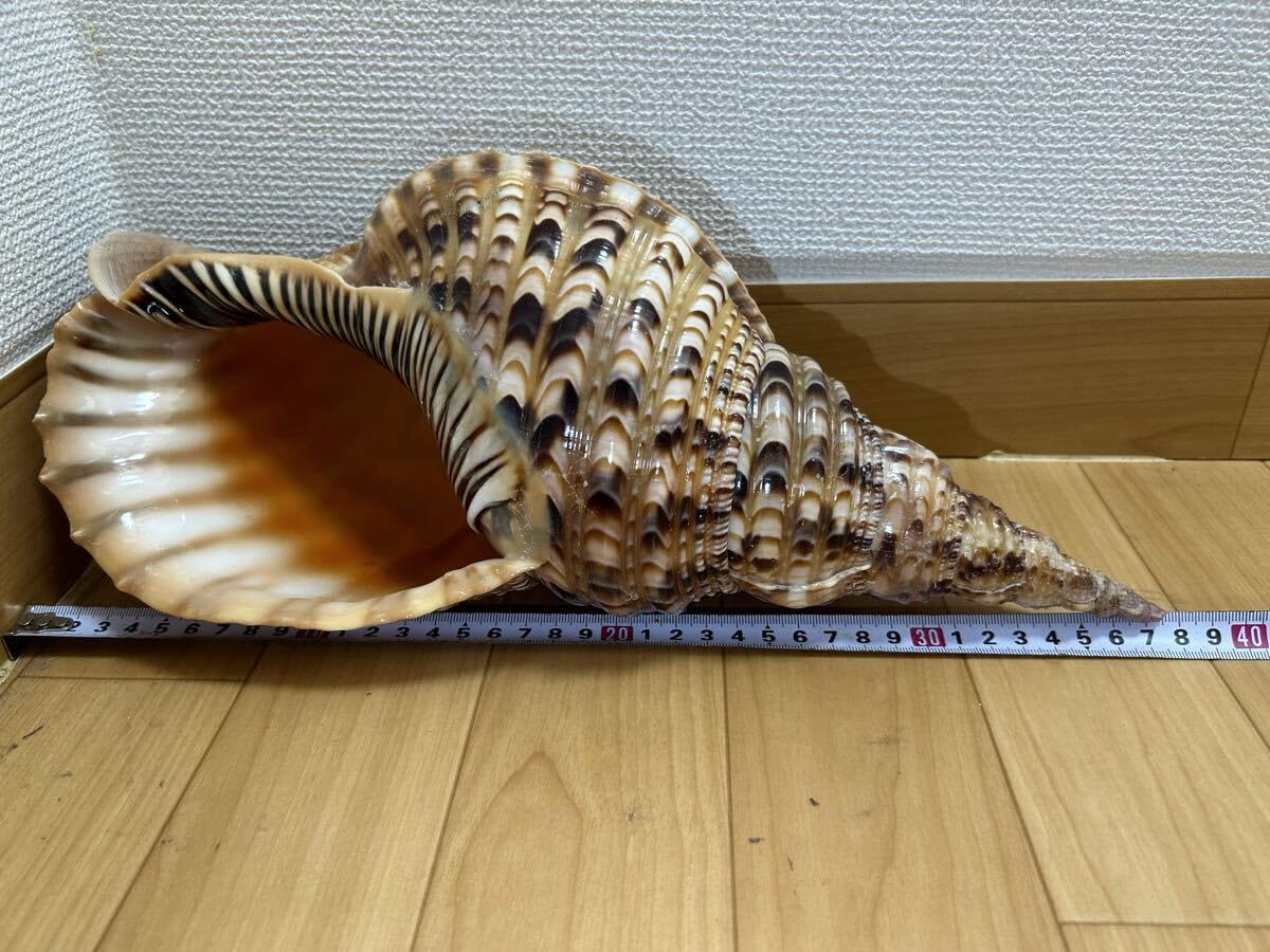 法螺貝 極美品 特大 約37cm 濃色 ホラガイ ホラ貝 ほら貝 ほらがい 螺貝 Amazon.co.jp: 法螺貝 超特大 約37cmホラ貝 ほら貝 ほらがい 螺貝