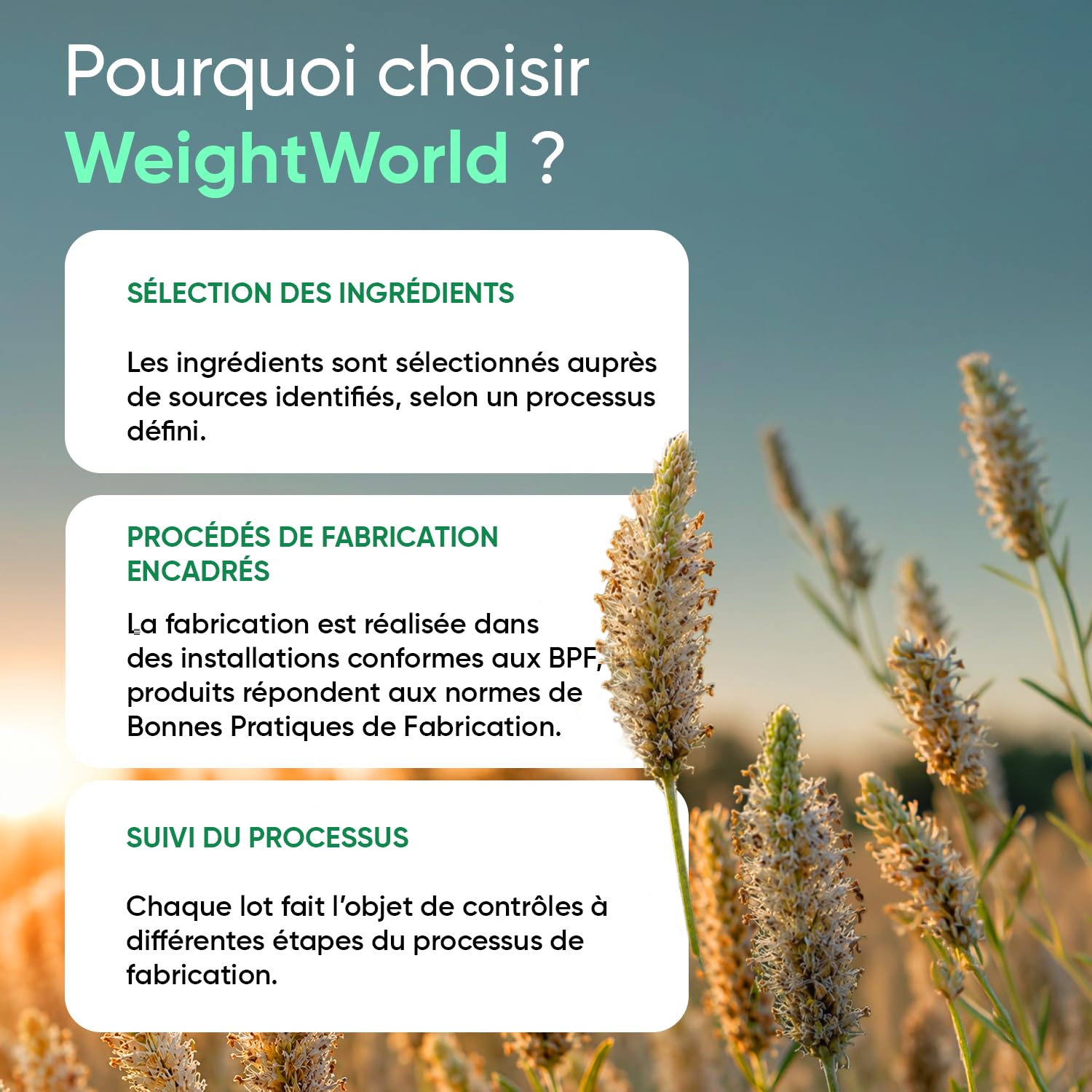 Psyllium Blond Bio 180 Gélules Vegan Multi-Usages (3 Mois) - Plantago Ovata