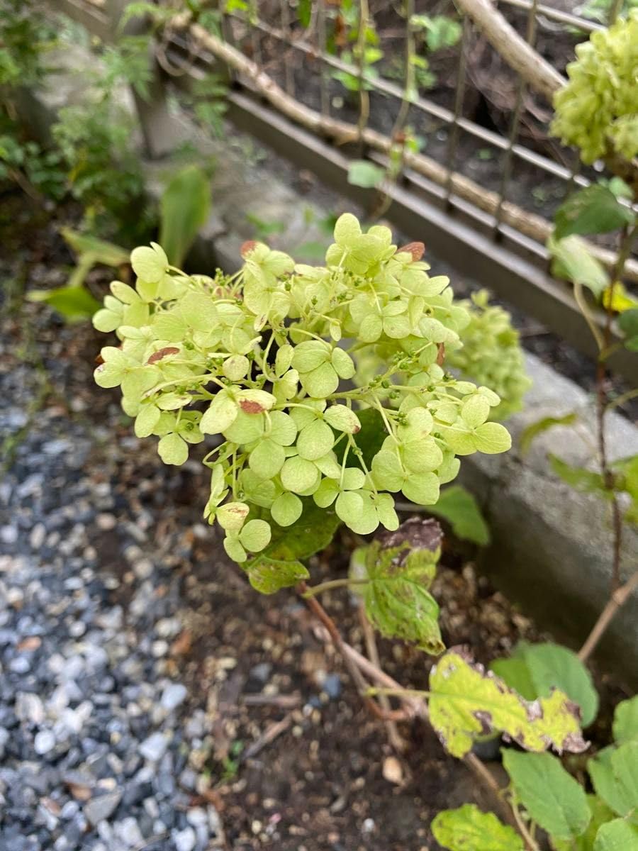 Amazon.co.jp: 紫陽花 アナベル わき芽の幼苗抜き苗 : DIY・工具