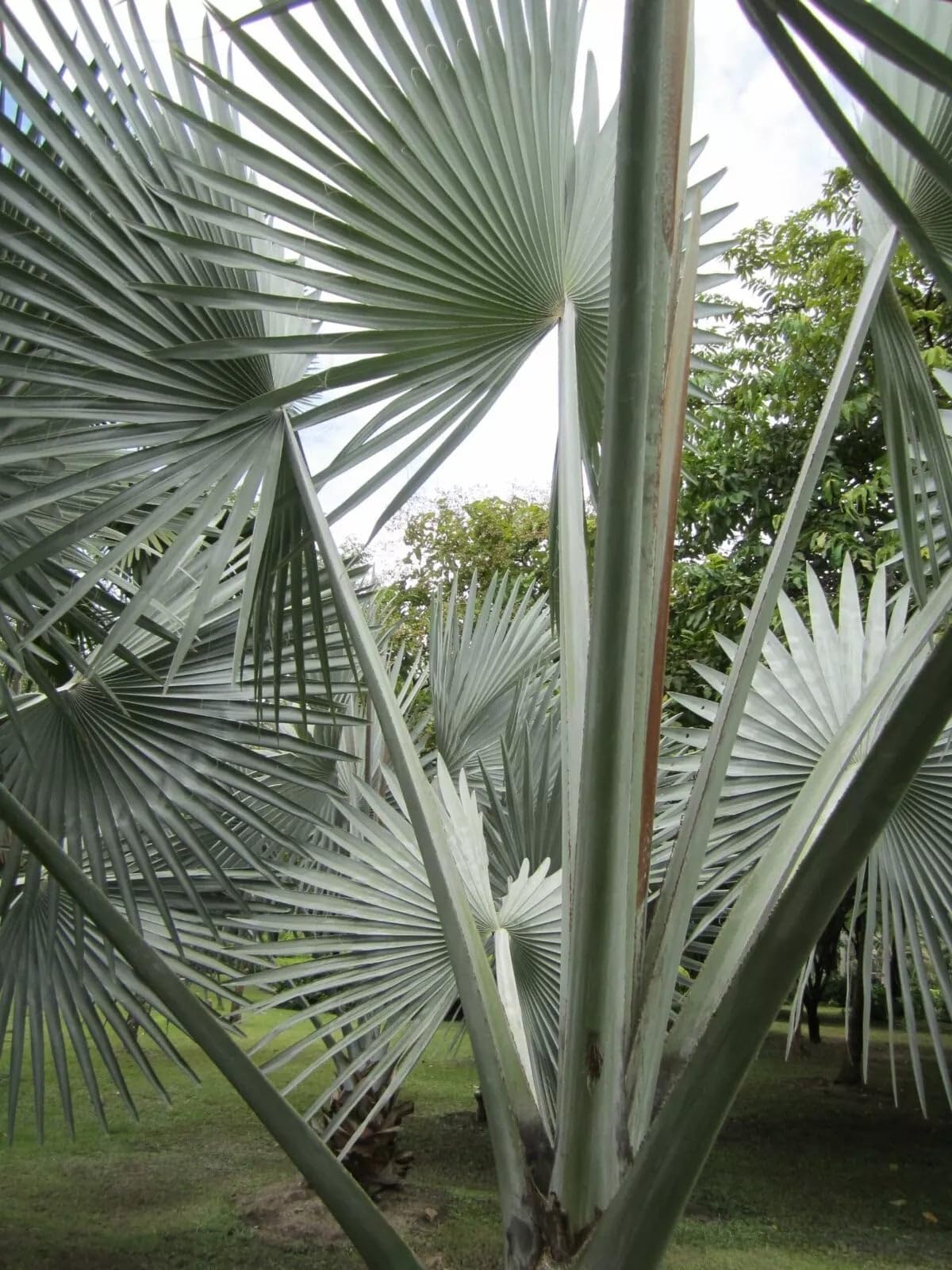 Amazon.com : Silver Bismarckia Palm Tree - 5 Seeds - Stunning