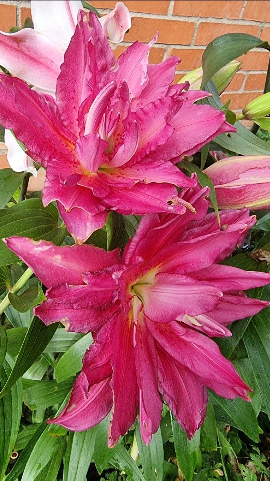 SVG® Double Oriental Lily Flower Bulbs for Home and Gardening, pack of 5 Bulbs (DARK PINK)