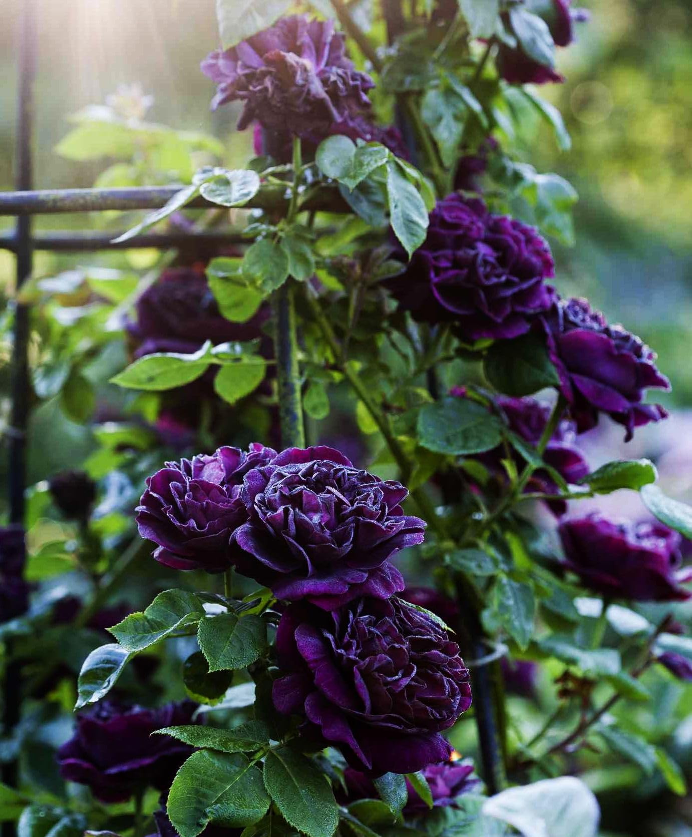 Amazon.com : Hybrid Mixed Color Climbing Rose Rosa Bush Vine