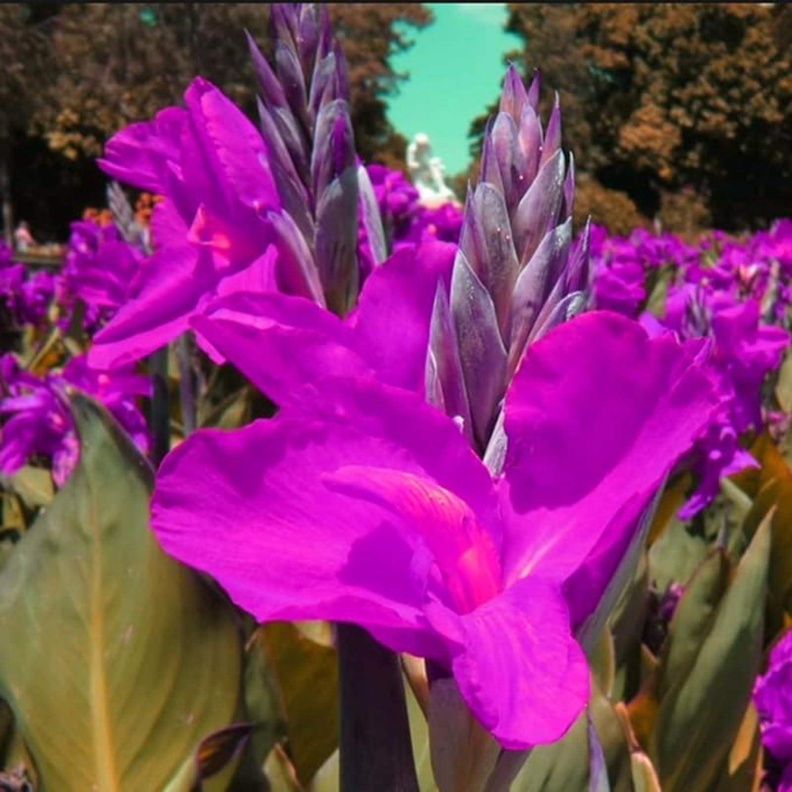Excellent Canna Bulbs Mix for Planting Now UK Iridescent Good for Containers,Flowering Root,Display Balcony Garden Can Be Potted Aromatic,Perennial Cut Flowers.-2Bulbs-E